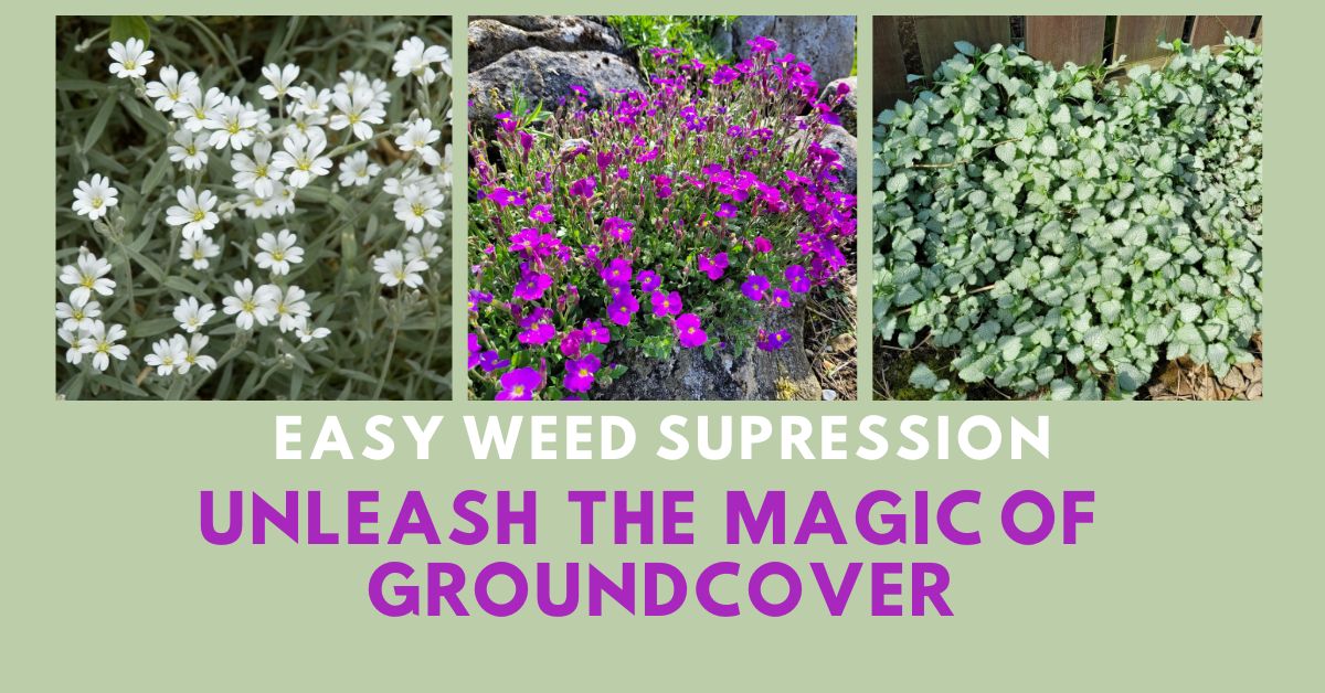 Keep Weeds At Bay The Easy Way 3 Fantastic Ground Cover Plants For Weed Suppression The Busy